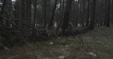 Uzun yeşil ağaçları olan ürkütücü bir orman.