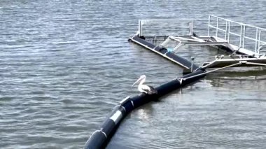 HD limanına tünemiş bir pelikanın havadan görüntüsü.