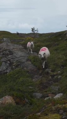 Bir çift sığır kırsalda kayalık bir çayırda yürüyor.