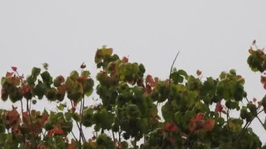 Gri gökyüzüne karşı bir ağaç yaprağı görüntüsü