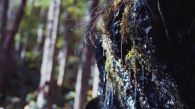Port Alberni, Vancouver Adası, Britanya Kolumbiyası, Kanada 'da kayalıklardaki şelalenin güzel bir görüntüsü.