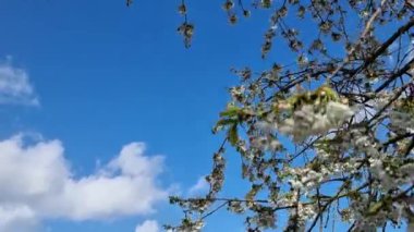 Güneşli bir günde rüzgarla hareket eden kiraz çiçeklerinin düşük açılı görüntüleri.