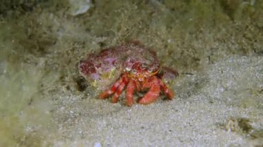 Su altındaki bir yengecin 4K görüntüsü.