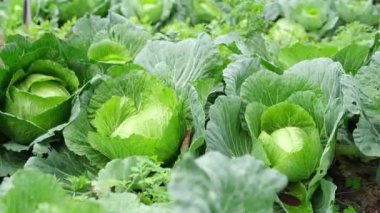 Ev bahçesindeki yeşil lahanaların görüntüsü.