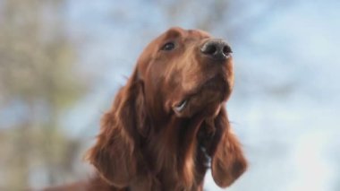 Rüzgarda uçuşan kırmızı bir İrlandalı 'nın portresi.