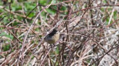 HD 'deki ağaca tünemiş bir serçenin yakın çekim görüntüsü.