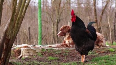 Bahçede bir köpek ve bir horoz, yalancı bir köpeğin yanında bir horoz yürüyor.