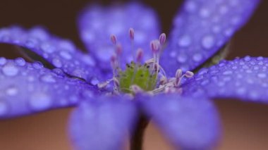 Hepatica Transilvanya çiçeğinin üzerine yakın plan yağmur damlası..