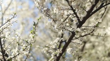 Kiraz ağacının çiçek açmasının güzel yakın çekimi.