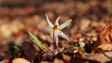 Bulanık bir arkaplanda titreşen sığ bir köpek dişi menekşesi (Erythronium dens-canis) çiçeği odağı