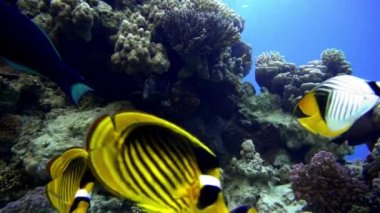 Raja Ampat, Endonezya 'daki sualtı dünyasında güzel bir balık manzarası.