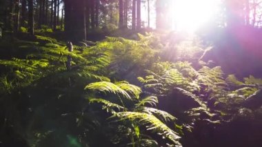 Fern bitkilerinin arka planda ağaçlarla çekilmiş görüntüleri.