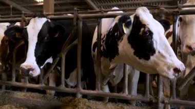 Güneşli bir günde çiftlikteki inekler