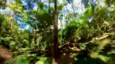 Güneşli bir günde güzel bir parkta ağaçların oluşturduğu bir göz gibi bulanık bir manzara.