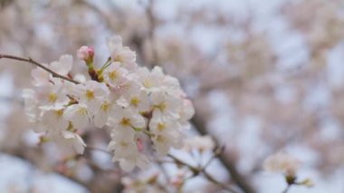 Açık mavi gökyüzünün altındaki ağaçta güzel kiraz çiçeklerinin seçici bir odak noktası.