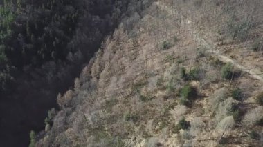 Monte Generoso, Valle di Muggio, İsviçre 'deki ağaçların hava manzarası.