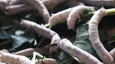 Bombyx Mori, evcil ipek böcekleri, ipek güvesi olmadan önce..