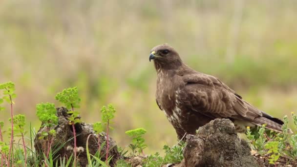 Primer Plano Pequeño Pájaro Buitre Chacal Sentado Una Piedra — Vídeos de Stock