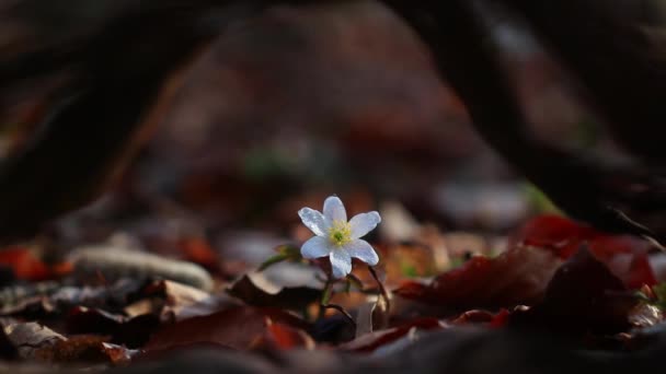 Filmmaterial Von Anemone Sylvestris Blume Mit Verschwommenem Hintergrund — Stockvideo