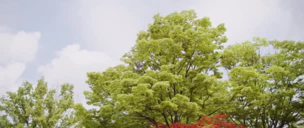 Ein Schöner Blick Auf Baumwipfel Die Tagsüber Winken — Stockvideo