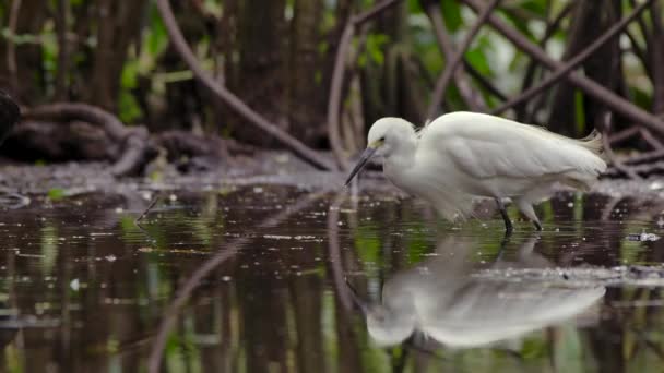 Stor Vit Egret Jakt Mat Våtmarkerna Florida — Stockvideo