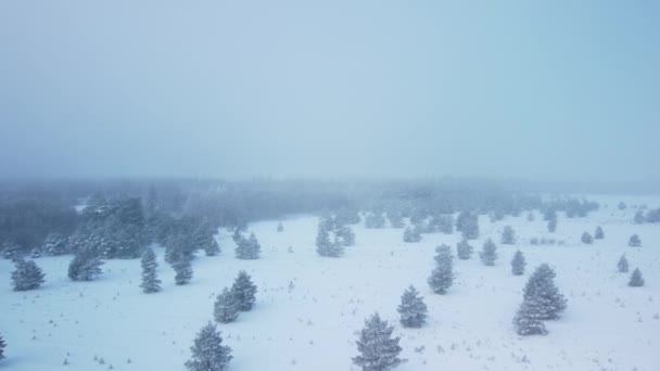 Letecké Video Plně Zasněžených Lesů Jedlemi Během Zimy Kanadském Winnipegu — Stock video