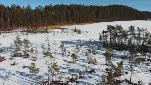 Drone Shot Frozen Bog Sparse Pine Forest Snow Ski Trails — Stock Video