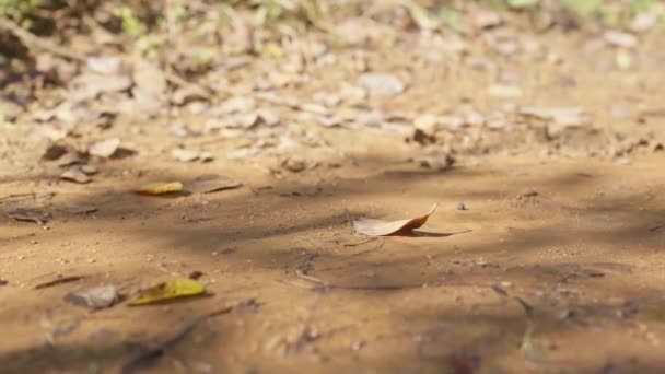 Yürüyüş Sırasında Yaprağa Basan Bir Erkek Botunun Yakın Çekim Görüntüsü — Stok video