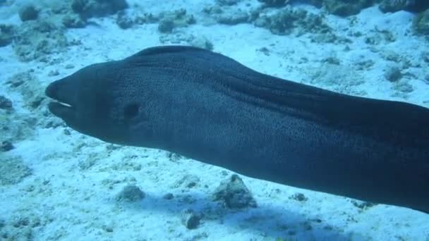 一条莫雷鳗鱼游泳的水下特写镜头 — 图库视频影像