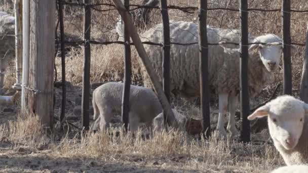 Les Images Une Ferme Paissent Moutons Agneaux — Video