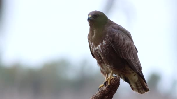 Primer Plano Pequeño Pájaro Buitre Chacal Sentado Una Rama Árbol — Vídeos de Stock