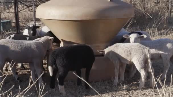 一个有羊羔的农场的镜头 — 图库视频影像