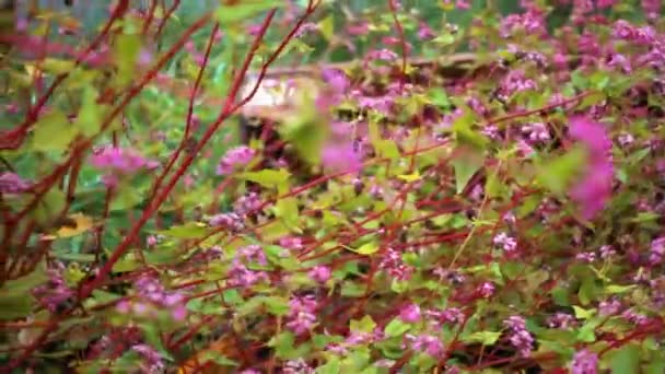 Pianta Grano Saraceno Red Rose Soba — Video Stock