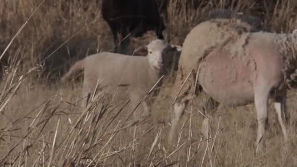 Les Images Une Ferme Paissent Moutons Agneaux — Video