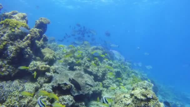 Ψάρια Συναντώνται Κατά Διάρκεια Της Κατάδυσης Στη Νέα Καληδονία — Αρχείο Βίντεο