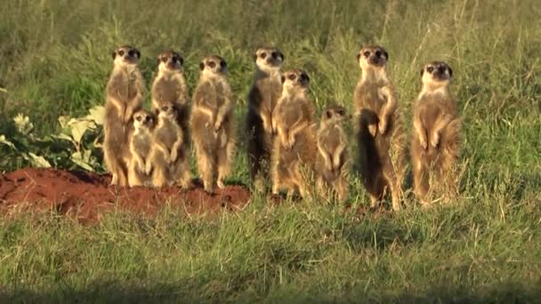 Een Shot Van Grondeekhoorns Familie Lookig Camera — Stockvideo