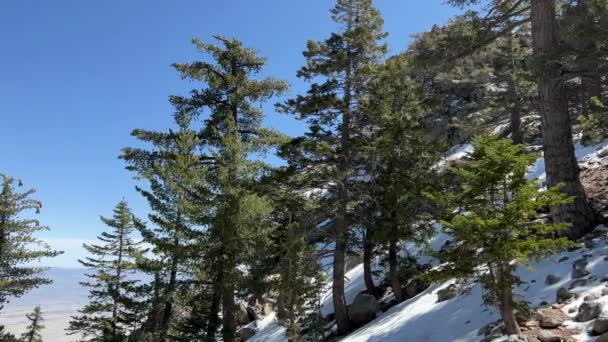 Hegytetőre Néző San Jacinto Nemzeti Park Dél Kaliforniában Fenyőfákkal Havazással — Stock videók
