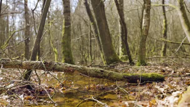 Evertsbos Ormanında Akan Suyun Üzerinde Yosunla Kaplanmış Ahşap Bir Sopa — Stok video