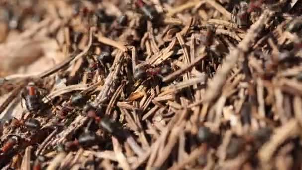 Kızıl Orman Karıncaları Ormanda Yuva Yapar Doğal Ortamlarında — Stok video