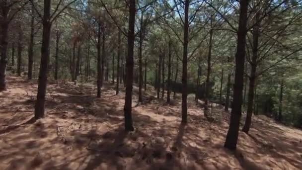 Ein Schöner Blick Auf Den Kiefernwald Mit Hohen Bäumen Mexiko — Stockvideo