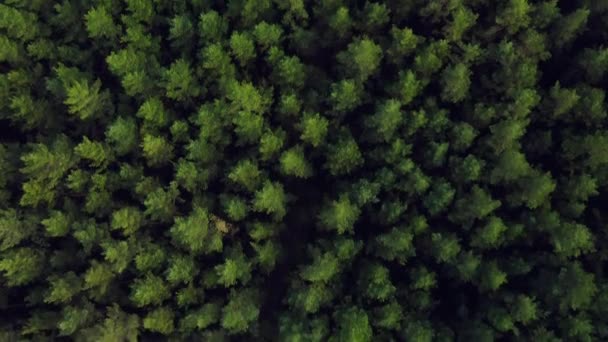 Drönarbild Grönskande Träd Skogen — Stockvideo