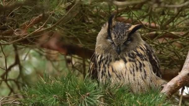 Une Belle Vue Sur Chouette Aigle Perchée Sur Arbre Dans — Video