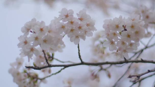 위에서 자라는 아름다운 벚꽃의 꽃봉오리 — 비디오