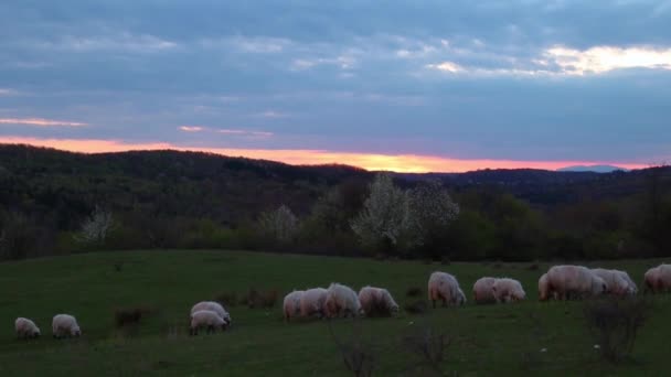 日没時に緑の丘の上で羊の放牧の群れ — ストック動画