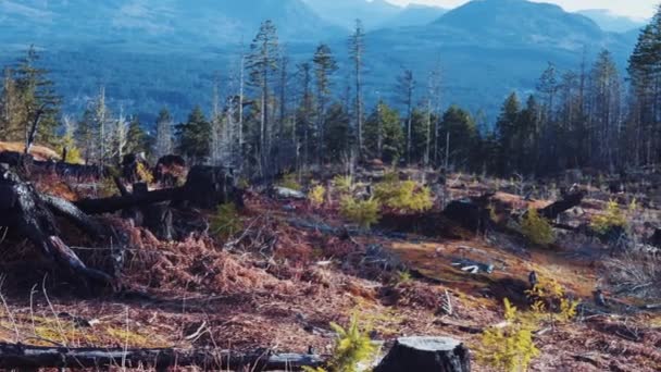 캐나다 브리티시컬럼비아주 밴쿠버 알버니 나무들이 들불을 수있는 아름다운 — 비디오