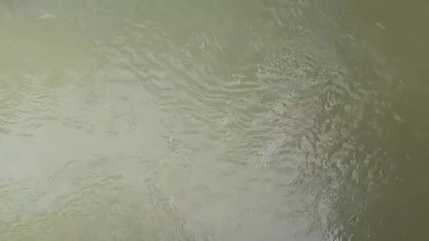 Високий Кут Зору Тропічної Зеленої Річкової Води Плавними Потоковими Хвилями — стокове відео