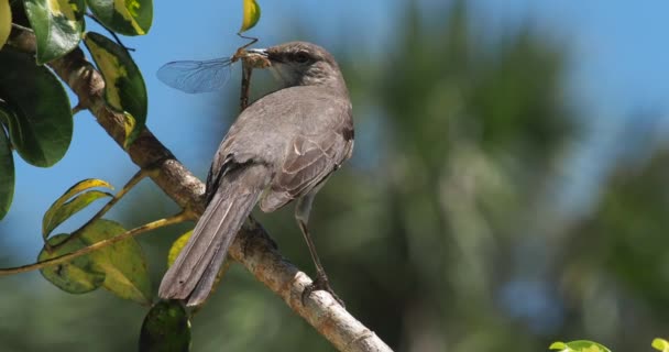 Sebuah Closeup Dari Mockingbird Memegang Bangkai Capung Paruhnya Bertengger Dahan — Stok Video
