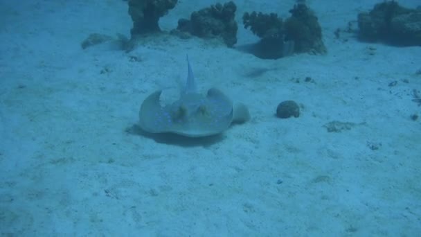 Big Manta Ray Swimming Underwater Egypt — Stock Video