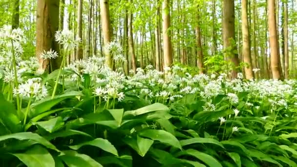 Film Închidere Florilor Sălbatice Usturoi Pădure Copac Înalt Fundal — Videoclip de stoc
