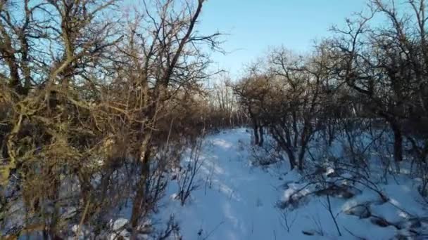Video Lesa Během Zimy Sušenými Stromy Zasněženou Zemí Winnipegu Kanada — Stock video